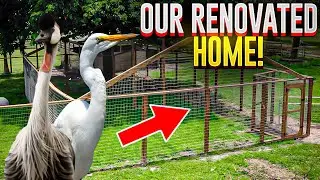 Our Beautiful Cranes Have a Brand New Home! // My Private Zoo // HL Menagerie