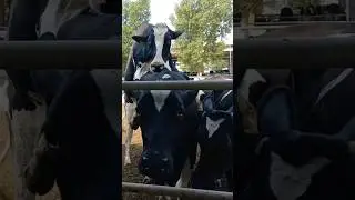 heat signs l estrous  in Animals ll Estrus cycle ll standing heat ll Best timing of AI l cow jumping