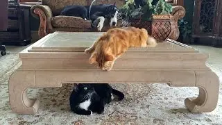 Katie the Great Dane Referees Cat Fight