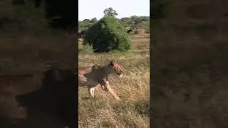 Horse riding with lions in Botswana on a Tuli Safari with @ThisEsMe