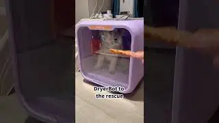 DryerBot to the rescue&mdash;goodbye wet mess!🛁✨#kitplus #grooming #petdryer #love #cute #puppy