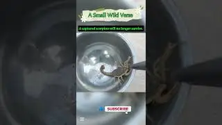 Caught a scorpion today 🦂🦂🦂