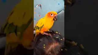 pallets eating but on head 😆 #pets #birds #shorts #nature #conure #parrot
