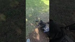 Good boy Gunner!  #positivereinforcementtraining #rottweiler #kong #treattraining #dog @KONGvideos⁩