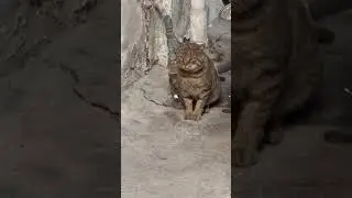 Billi - cat maooooo #viral #trending #ytshorts #india #cat