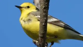 2024/4/23:  Малая желтоголовая трясогузка (Motacilla werae) над лугом напротив станции Селикса