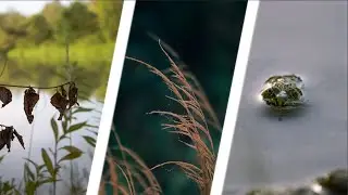 POV Nature Photography Forest and foggy beach In Poland | Nikon d5100 | (18-55 nikon) (70-300 sigma)