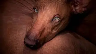 Meet the Dog That Looks Like a Myth &mdash; The Inca Orchid 🦄