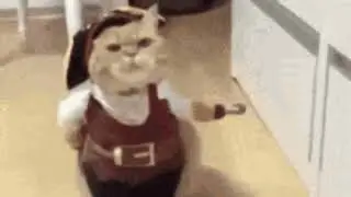 Top 7 cat