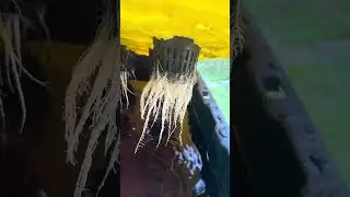 Hydroponic root reveal on multiple DWC and DWA systems. Unbelievable! 