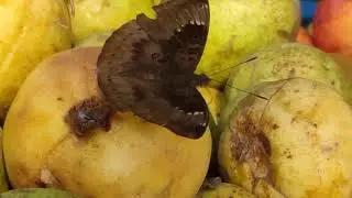 how to butterfly eat fruits