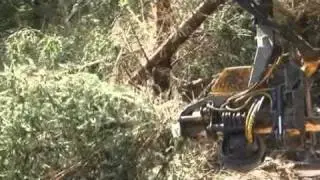 Timber harvesting operation in Scotland