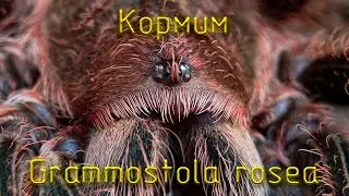 Кормлю Grammostola rosea, и ещё кое что
