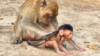 Newborn Baby Clings to Mother&rsquo;s Chest, Finding Comfort and Milk