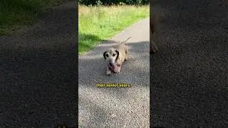 Signs That Your Dog Is Getting Old