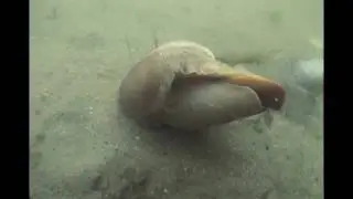 Moon Snail Hunting Razor Clam