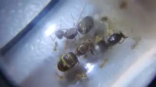 Lasius brevicornis 3 queen colony