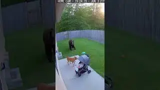 C&aacute;mara de seguridad graba c&oacute;mo un perro h&eacute;roe salva al beb&eacute; de un oso 🐻