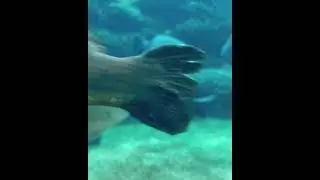 Fish Aquarium Relaxing Music #shorts video