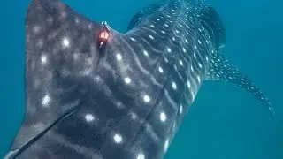 3D tags on whale sharks with Jens Paulsen