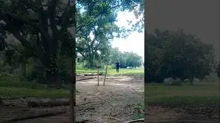 Yorker drill with tennis ball 🥎🏐🏏🎯 #cricket #yorkerbowling #ytshorts #trending #trend #viral