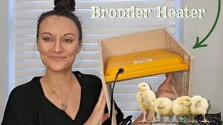 Keep Your Chicks Warm & Cozy with This Adjustable Chick Brooder | Perfect for Poultry Lovers!