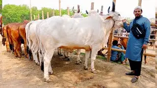 Biggest Bull Collection time for My Farm At Paragram Gorur Hatt, Tangail,New Collection for 2025.