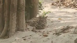 Asian Leopard cat