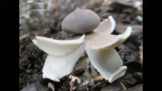 Geastrum fornicatum