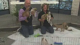 AHeinz57 rescued 11 puppies and a mom dog who had been shot in jaw