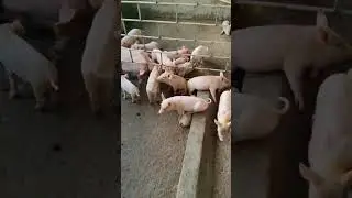 PIG FARMING ASMR 🐷 _V38 #subscribe #like #share #asmr #support #pig #pigfarming #pigfeed #viral