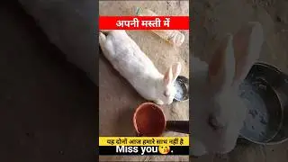 miss you😘 tunni and mendu #rabbit #foryou #shortvideo #sad #sadstatus #short