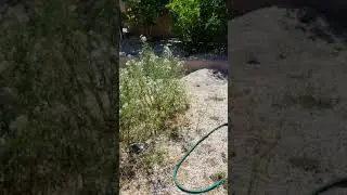 Monarch Butterfly vs. Tarantula Hawk