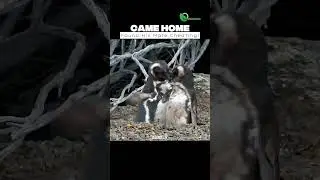 Penguin Love Triangle Ends in Brutal Fight on the Beach! #story #animals #facts