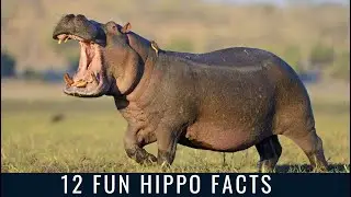 12 Fun Hippo Facts