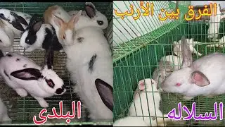 تربيه الأرانب البلدى ولا السلاله وهل ينفع اهجن بلدى مع سلاله