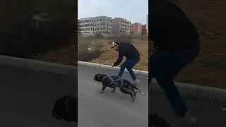 Rottweiler Muscles Training 💪🏾