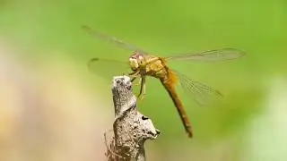 World Most Beautiful Dragonfly & Nature beauty 4K Ultra