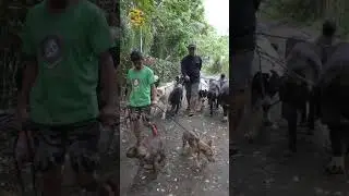 Pack Walk Series - 