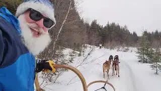 Mr. Cox went dog sledding