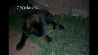 7 weeks old English Mastiff Playing Around