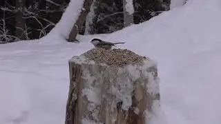 GREAT TIT, WILLOW TIT AND COAL TIT. KJ&Oslash;TTMEIS, GRANMEIS OG SVARTMEIS. JANUARY 9. NORWAY. 