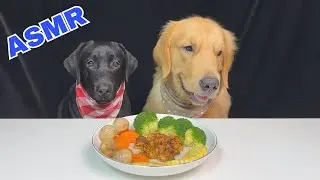 Smart Golden and Labrador dogs happily enjoy delicious food #dog #dogeat #fyp