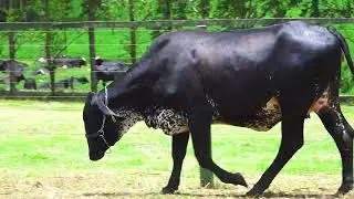 LOTE 114   RESENDE FIV HIPSHOT SANTA LUZIA   4379CK
