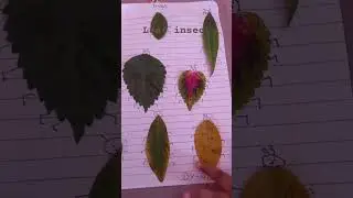 leaf#insect#leafinsect#reel