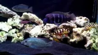 Oreochromis Tanganicae (female) making spawning pit