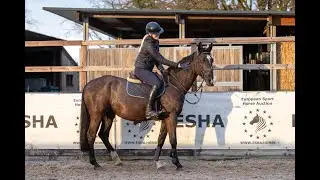 Cyrano du Jaco Z: Connor x Nonstop - Gelding 2021