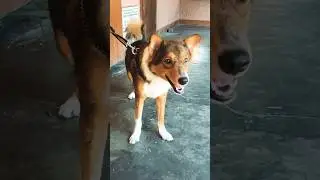 Mongrel Dog🦮 | Adorable Dog 🐕&zwj;🦺 | Cute Dog 🐾 #mongrel #animals #dog #pets #dogshorts #cute #trending