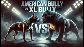 American Bully vs. XL Bully – Welche Rasse dominiert?