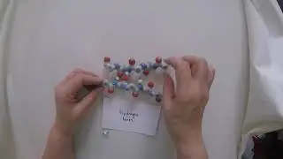 Adding Hydrogen Bonds to Antiparallel Beta Sheet